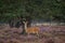 Doe during the rutting season in the Veluwe