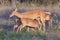 Doe with twin fawns nursing