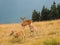 Doe and two fawns at Hurricane Ridge, Olympic National Park