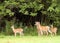 Does And Fawns