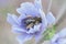 A doft focus closeup on a female longhorn solitary bee, EUcera, sitting inside a blue Cichorium intybus flower