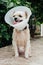 Dog abdomen surgery bandage in veterinary clinic
