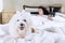 Dog accompanies his owner sleeping on bed