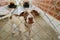 Dog Adopt Rescue Animal Shelter
