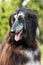 Dog Afghan Hound