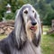 A dog of the Afghan Hound breed