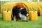 Dog agility in action. The dog exiting the tunnel.