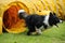 Dog agility in action. The dog exiting the tunnel.