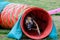 Dog agility in action. The dog exiting the tunnel.