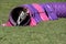 Dog agility in action. The dog exiting the tunnel.