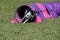 Dog agility in action. The dog exiting the tunnel.