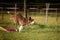 Dog in agility balance beam.