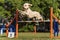 Dog agility competition