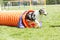 Dog in an agility competition