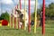 Dog agility slalom