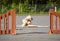 Dog agility training