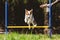 Dog Agility training with a puppy dog on the meadow, Hurdles and