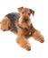 Dog Airedale