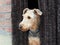Dog Airedale Terrier looking outside