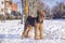 Dog Airedale Terrier on a snow