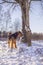 Dog Airedale Terrier on a snow tied to the tree