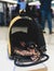 Dog in the airport hall before the flight, near luggage suitcase baggage, concept of travelling moving with pets, small black dog