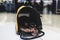 Dog in the airport hall before the flight, near luggage suitcase baggage, concept of travelling moving with pets, small black dog