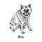 Dog of Akita Akita-inu, Japanese Akita,  American strain breed sitting, hand drawn doodle sketch with inscription, isolated