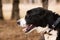 Dog alabai central asian shepherd closeup portrait