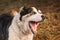 Dog alabai central asian shepherd closeup portrait