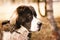 Dog alabai central asian shepherd closeup portrait