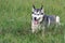 The dog is an Alaskan malamute, a portrait, lies on a high green grass,