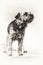 Dog, alertness; terrier, tongue, Border Terrier, standing, black