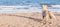 The dog alone on the beach sand looking out to sea.