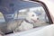 Dog alone is locked in car on heat hot day, howls and whines, asks for water on sunny summer