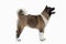 Dog. American Akita puppy of white background