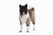 Dog. American Akita puppy of white background