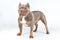 Dog of american bully breed of lilac tri color standing at the white background with serious face