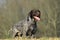 Dog- american short hair pointer