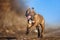 Dog American Staffordshire Terrier breed happy runs on a blurred background with an open mouth