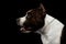 Dog american staffordshire terrier breed on isolated black background