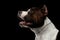 Dog american staffordshire terrier breed on isolated black background