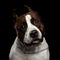 Dog american staffordshire terrier breed on isolated black background