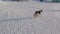 Dog in Anadyr city on far north of Russia.