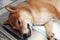 Dog anesthesia with veterinary treatment. Sick Shiba inu in the