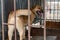 Dog in animal shelter waiting for adoption. Canine behind bars. Dogs gaze through a metal fence