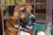 Dog in animal shelter waiting for adoption. Canine behind bars. Dogs gaze through a metal fence