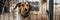 Dog in animal shelter waiting for adoption. Canine behind bars. Dogs gaze through a metal fence