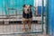 Dog in animal shelter waiting for adoption. Canine behind bars. Dogs gaze through a metal fence