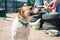 Dog in animal shelter waiting for adoption. Volunteer feeding the dog